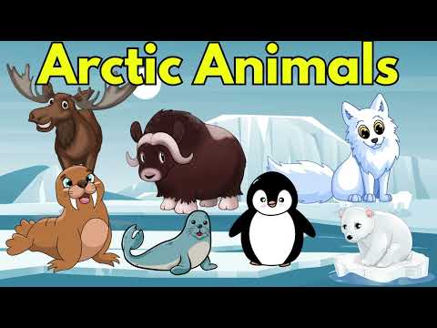 Arctic Animals for Kids - Arctic Animal for Children to Learn | Snow Animals & Polar Animals