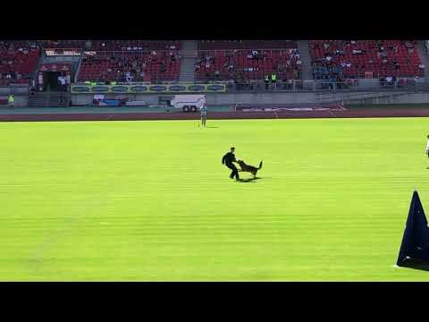 ⭐️MIO Team Hühnegrab ⭐️ #BSZS2023 Nürnberg #TSB Passed