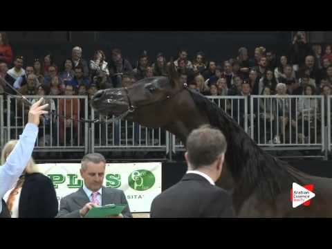 N 117 EL LARINERA   Verona 2015   Yearling Fillies Class 1B