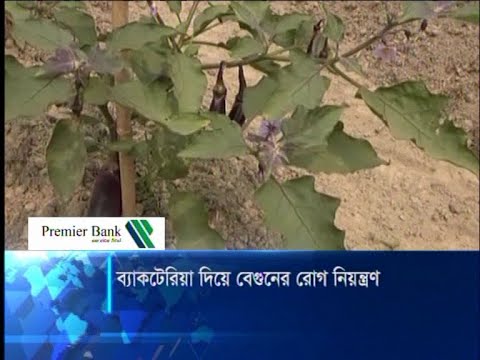 ব্যাকটেরিয়া দিয়ে বেগুনের রোগ নিয়ন্ত্রণ