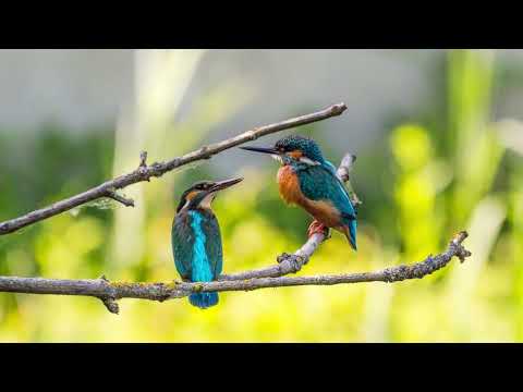 1 Minute Relaxing Birds Chirping | Relaxing Nature Sounds | Relaxing Birds Singing Sounds