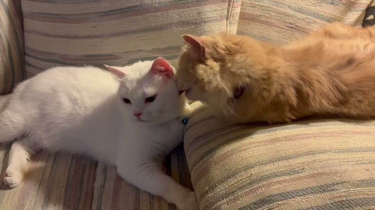 Enlarge Elio and Nugget, a Adoptable mixed breed in Fairfax, VA video 6/6