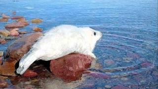 LE PHOQUE, PETIT PRINCE DES MERS