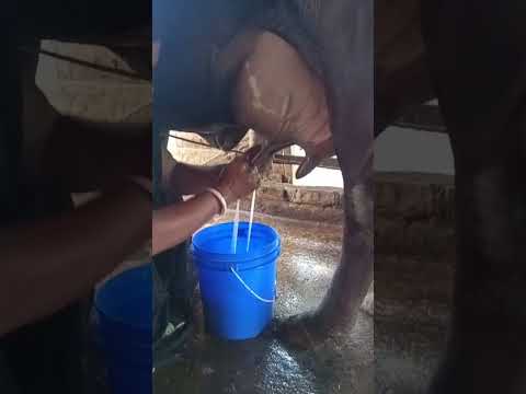 cow milking by hand #short