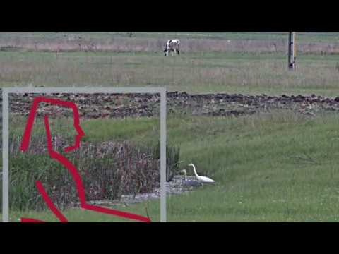 2020 06 07 Fox of Golaiesti