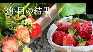 3年目の有機無農薬いちご栽培 ｜少なくても実りました