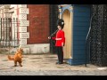 Garfield Wmv