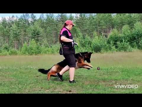 Que Sera Sera Zombie Virus, Reina and a little bit of obedience