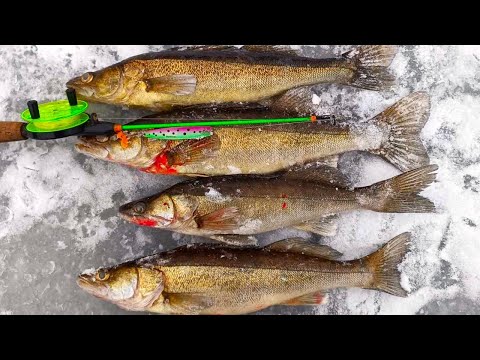 PILKILLÄ | KUHIA PYSTYPILKILLÄ JA 2D KAIKULUOTAIMELLA!