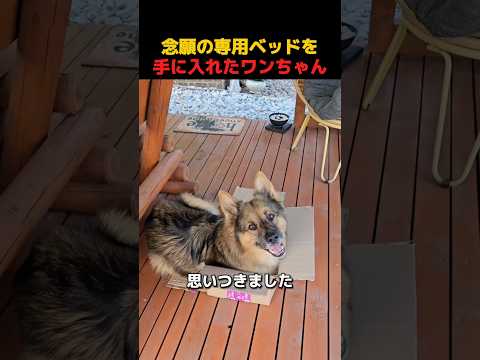 念願の専用ベッドを手に入れたわんちゃん