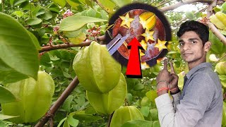 अगर आप भी खाते हैं कमरख स्टार फ्रूट(Star Fruit) तो यह विडिओ आपको जरूर देखनी चाहिए ...TrainYourBrain