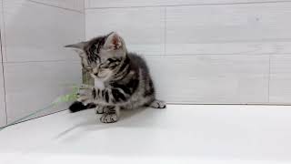 アメリカンショートヘアの動画01