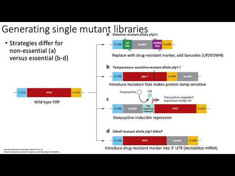 MCB 182 Lecture 11.3 - Genetic interaction (GI) networks