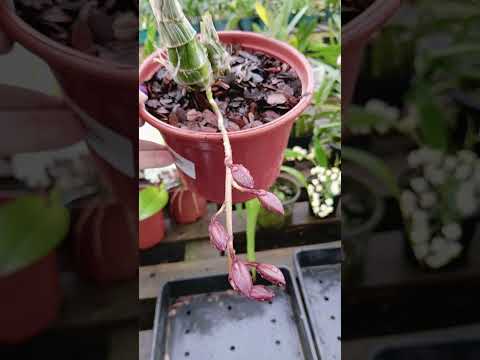 ZAP 11940050033 pedido de Judith de Goiás @Mais Orquídeas #orquideas #plantas #flores #jardim