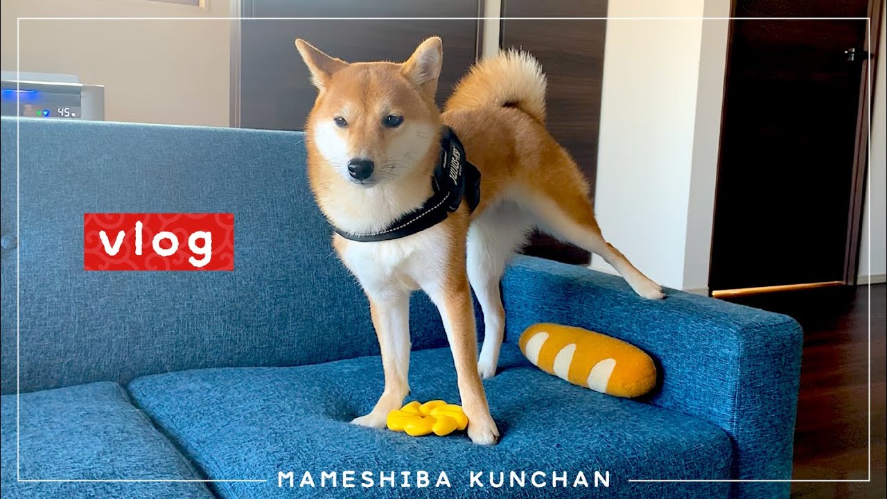 ハーネスをつけると硬直する犬 | VLOG【豆柴】