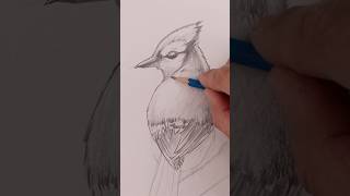 Beginner Pencil Drawing: How to Sketch a Blue Jay