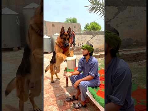 Allah Sent Thi Dog To Save Him #trendingshorts #ytshorts #emostional #newreel #foryou