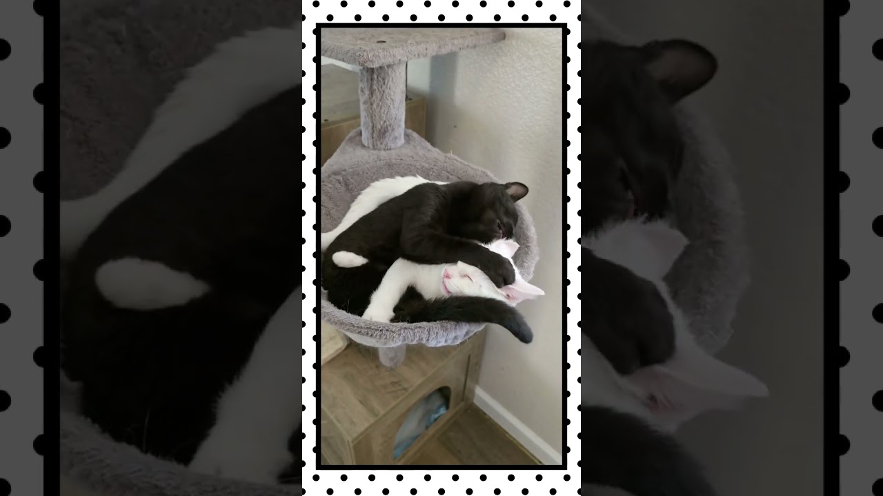 Enlarge Jacob & Mooshi, a ADOPTABLE Domestic Short Hair in Rocklin, CA video 3/3