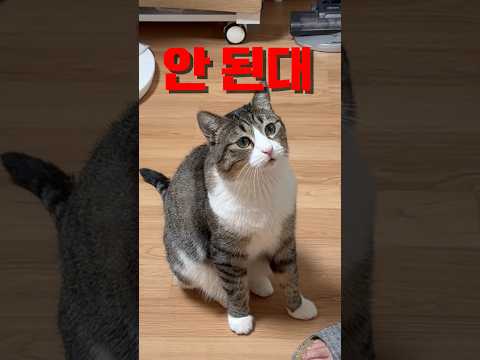 다이어트할 결심