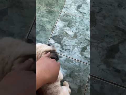 #anapolisgoias #pets