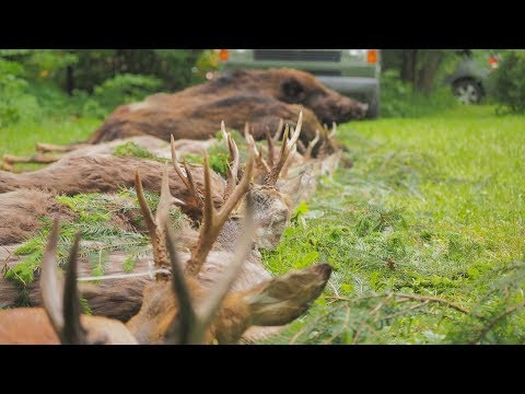 Sehr gute Strecke und spannende Jagd gefilmt - Bockjagd in Pommern Polen