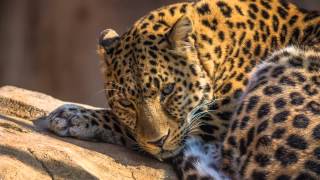 Goldfish - Moonwalk Away