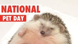 National Pet Day 2018 | Funny Pet Video Compilation