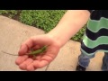 Silly Billy Loves Lizards