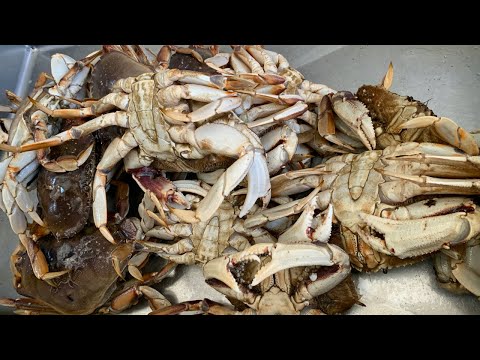 Top 5 Oregon Coast Crabbing Tips for Beginners