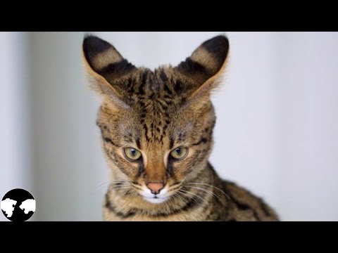 Wild Cats and Domestic Cats Hybrids.