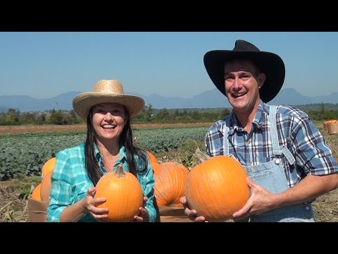 Country Pumpkin - The Majestic Voyager
