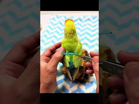kalian punya burung beo dirumah?