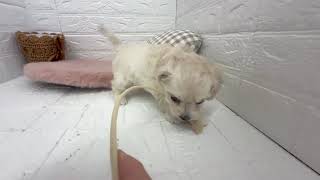 ハーフ犬の動画01