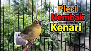 Download lagu Pleci Shoot Stuffed Walnuts mp3 Download lagu Pleci Shoot Stuffed Walnuts mp3