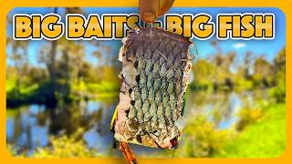 This MONSTER Alligator Gar Was In A TINY Canal