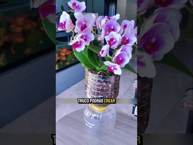 Vídeo relacionado con ZOMA Piedra de jardín ideal para plantas suculentas reales, bonsái y orquídeas, piedra inerte para todos los sustratos, alta capacidad de drenaje, formato 2 l