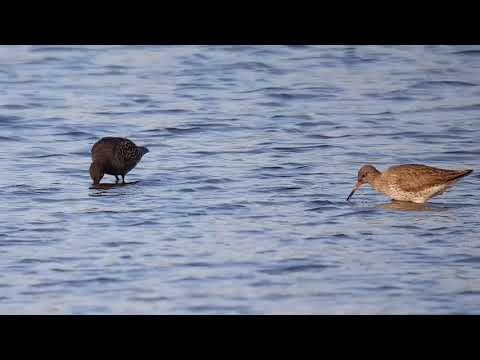 Vogelen met Paul Saager 18, groenpootruiter, zwarte ruiter, tureluur, grauwe gans