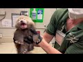 Red Panda Cub Weigh In | Potter Park Zoo #zoo #wildlife