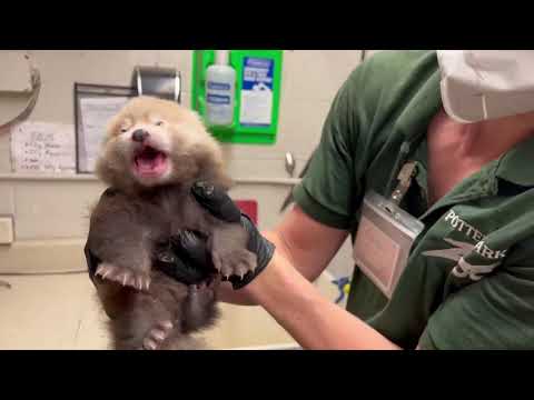 Red Panda Cub Weigh In | Potter Park Zoo 