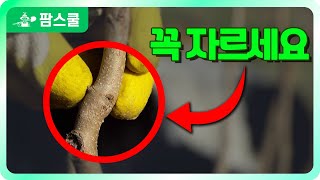 돈벌어주는 수형 만들기ㅣ 저수고 재배를 위한 강정지 ㅣ 감나무 수형조절