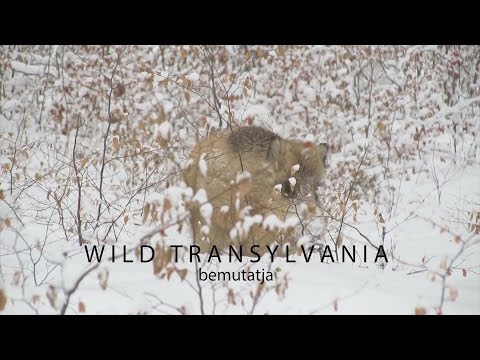 Kénes kenőcs pikkelysömörre a könyökön vélemények