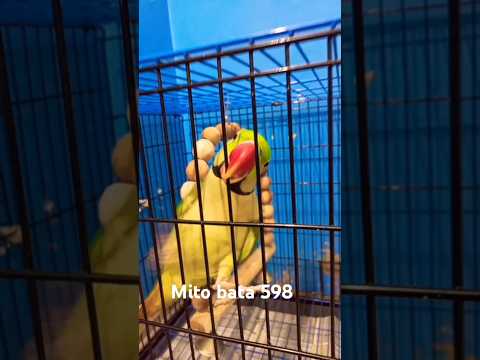 best talking parrot video#parrot #mito bata 598#talkingparot #funny #birds #greenparrot