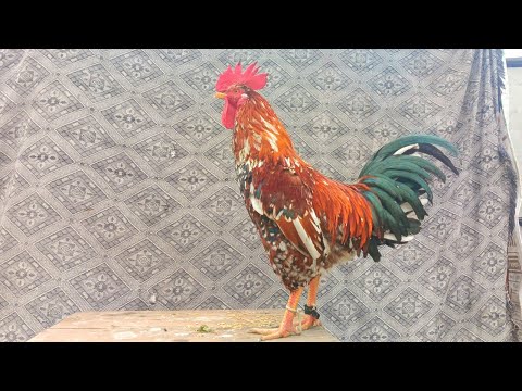 The biggest roosters compilation - Crowing roosters of more than 100 heritage chicken breeds!