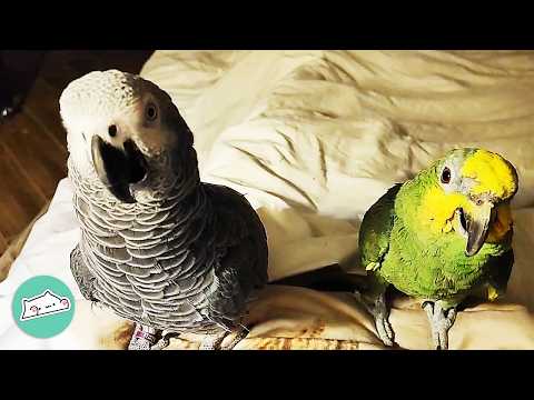20-Year Old Parrot Throws Tantrums If He Can’t See His Brother | Cuddle Buddies