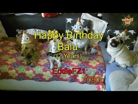 Happy Birthday Balu (2 Years)