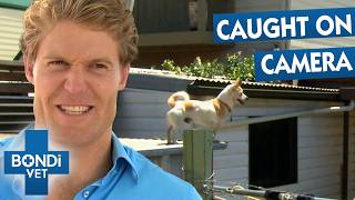 Tiniest Dog Won't Stop Escaping Onto Roofs! | Double Episode