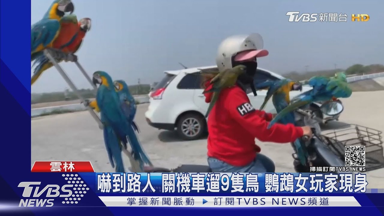 嚇到路人!騎機車遛9隻鳥 鸚鵡女玩家現身