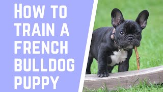 How to train a French bulldog puppy