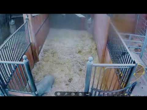 Live Cam Foal Watch DND - Two Mares Due - 02.21.26