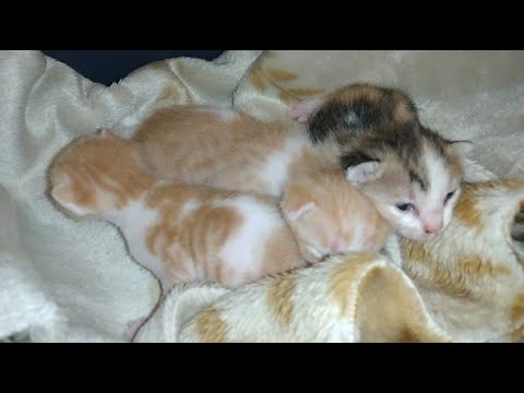 Newborn kittens from day one until they open their eyes